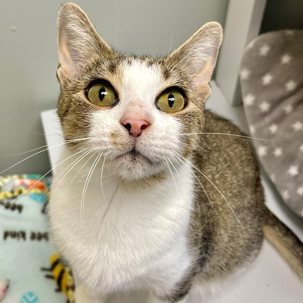 Morgan, Adoptable, Adult Female Domestic Short Hair.