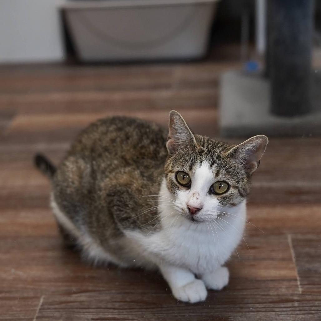 Morgan, a Adoptable Domestic Short Hair in Naperville, IL image 4/6