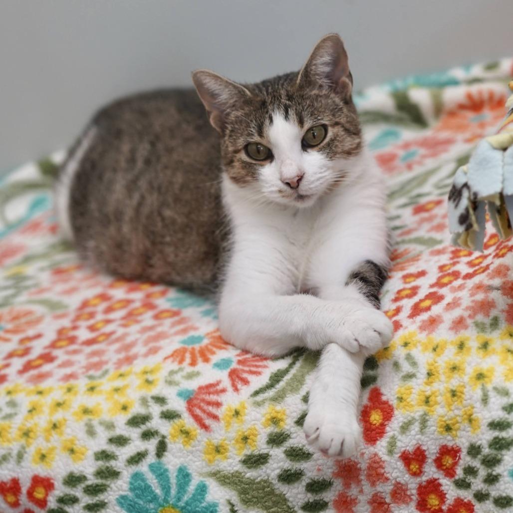 Morgan, a Adoptable Domestic Short Hair in Naperville, IL image 6/6