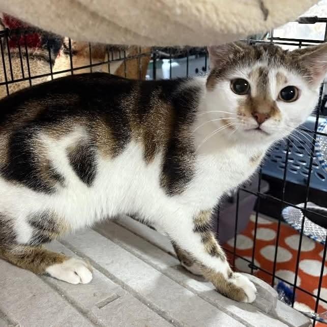 Jalapeno, ADOPTABLE, Young Male Domestic Short Hair & Tabby.