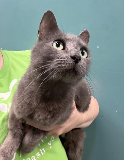 Grace (PetSmart Claiborne), Adoptable, Adult Female Domestic Medium Hair & Russian Blue.