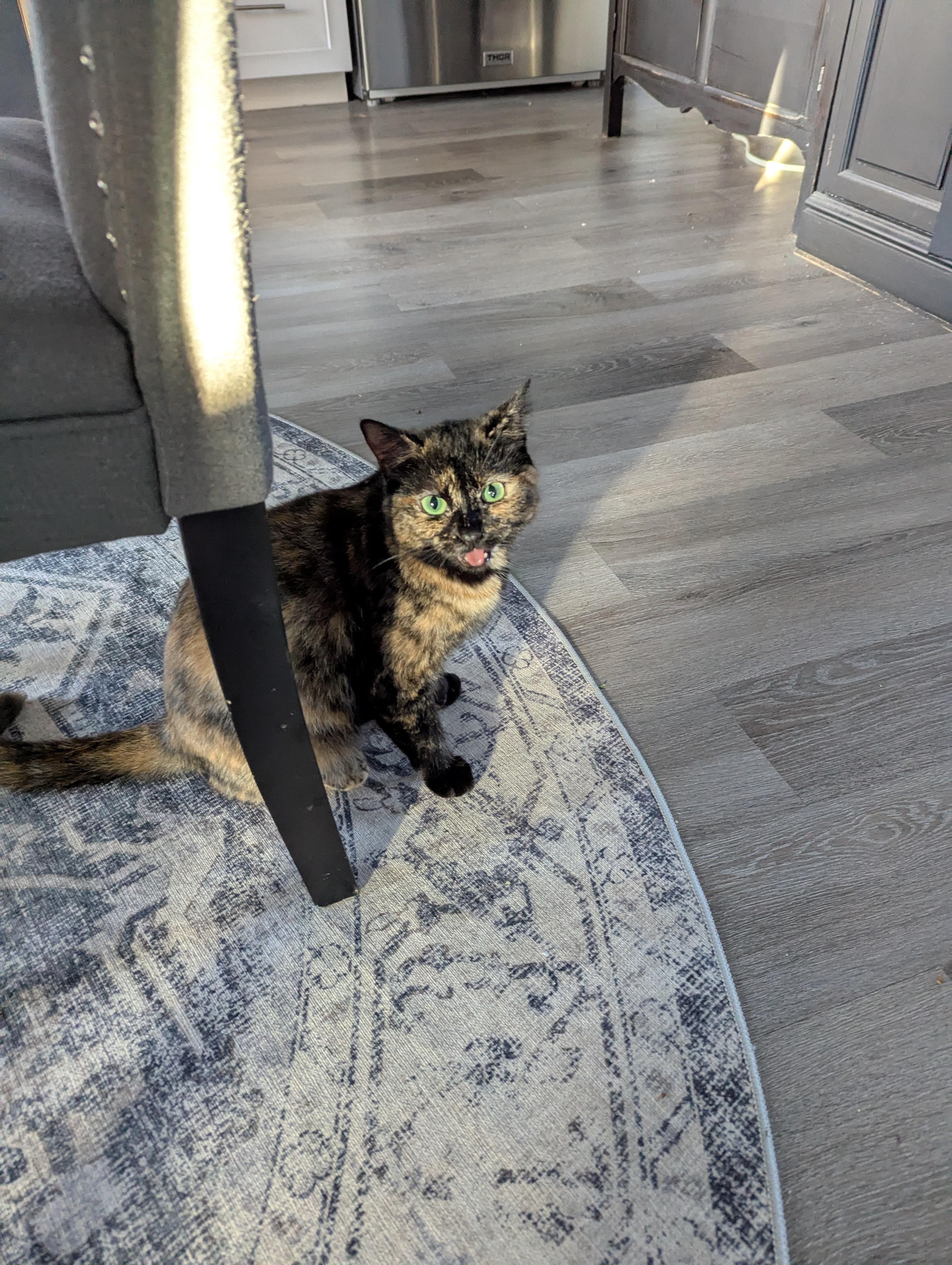 Smores, a ADOPTABLE Domestic Short Hair in St Thomas, ON image 2/2