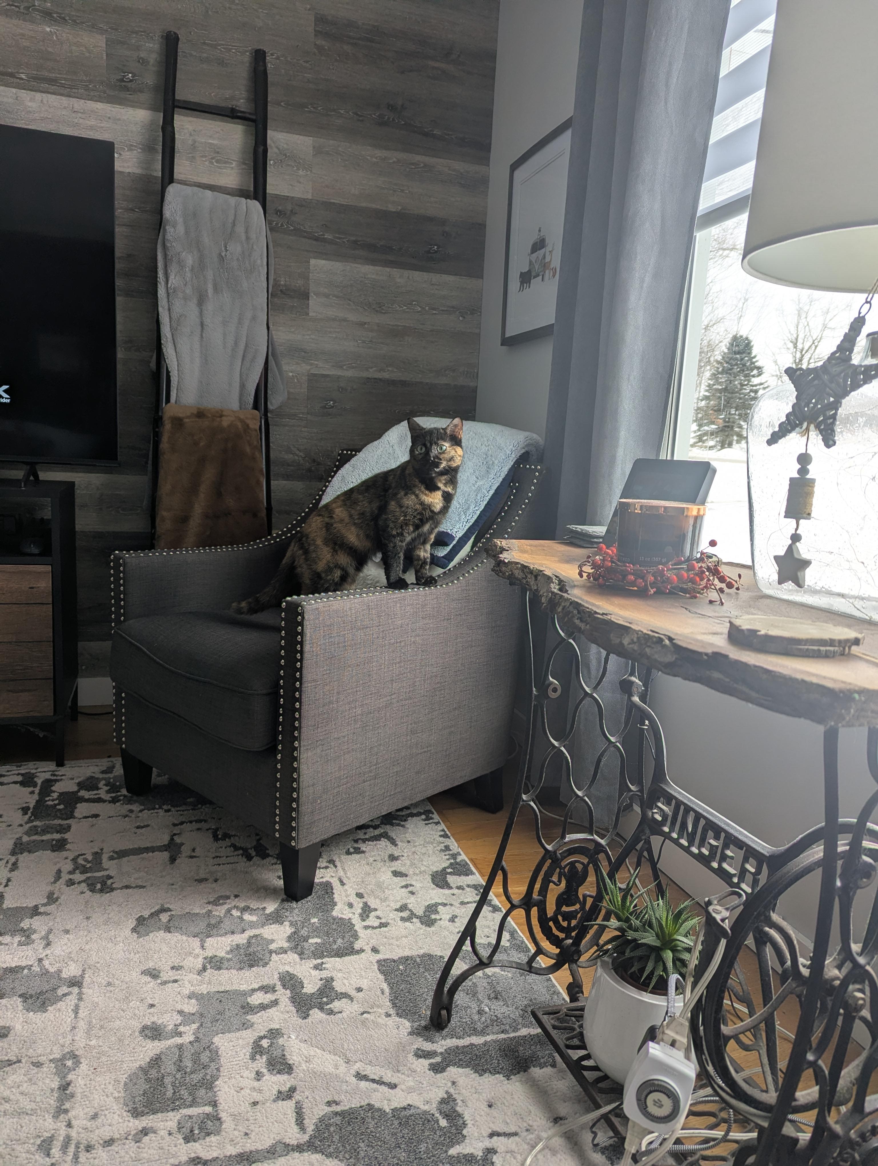 Smores, a ADOPTABLE Domestic Short Hair in St Thomas, ON image 1/2