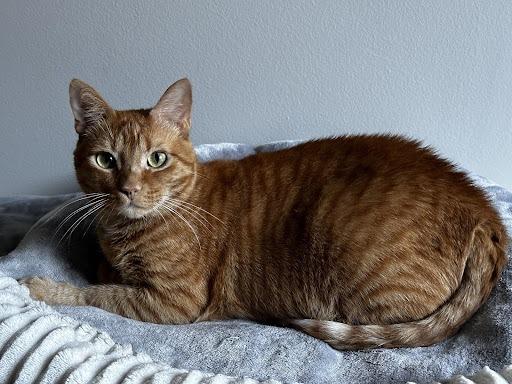 Ophelia, Adoptable, Adult Female Domestic Short Hair.