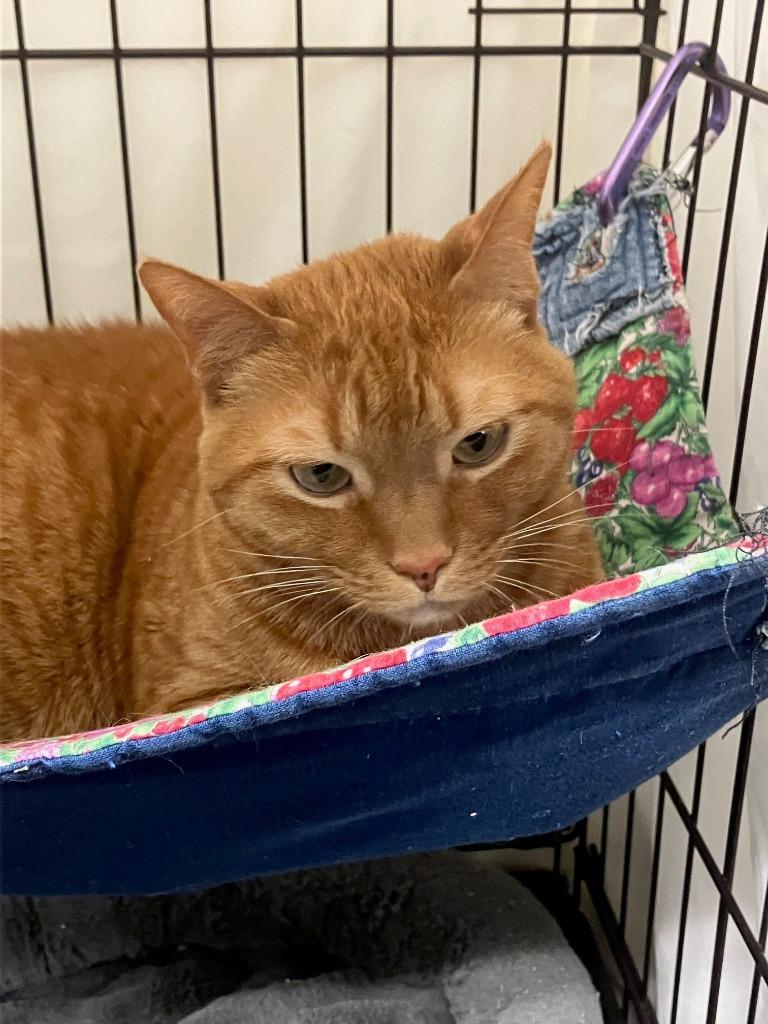 Enlarge Ophelia, a Adoptable mixed breed in Lunenburg, MA image 2/2