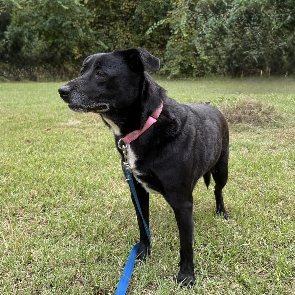 Dallas — thumbnail 2