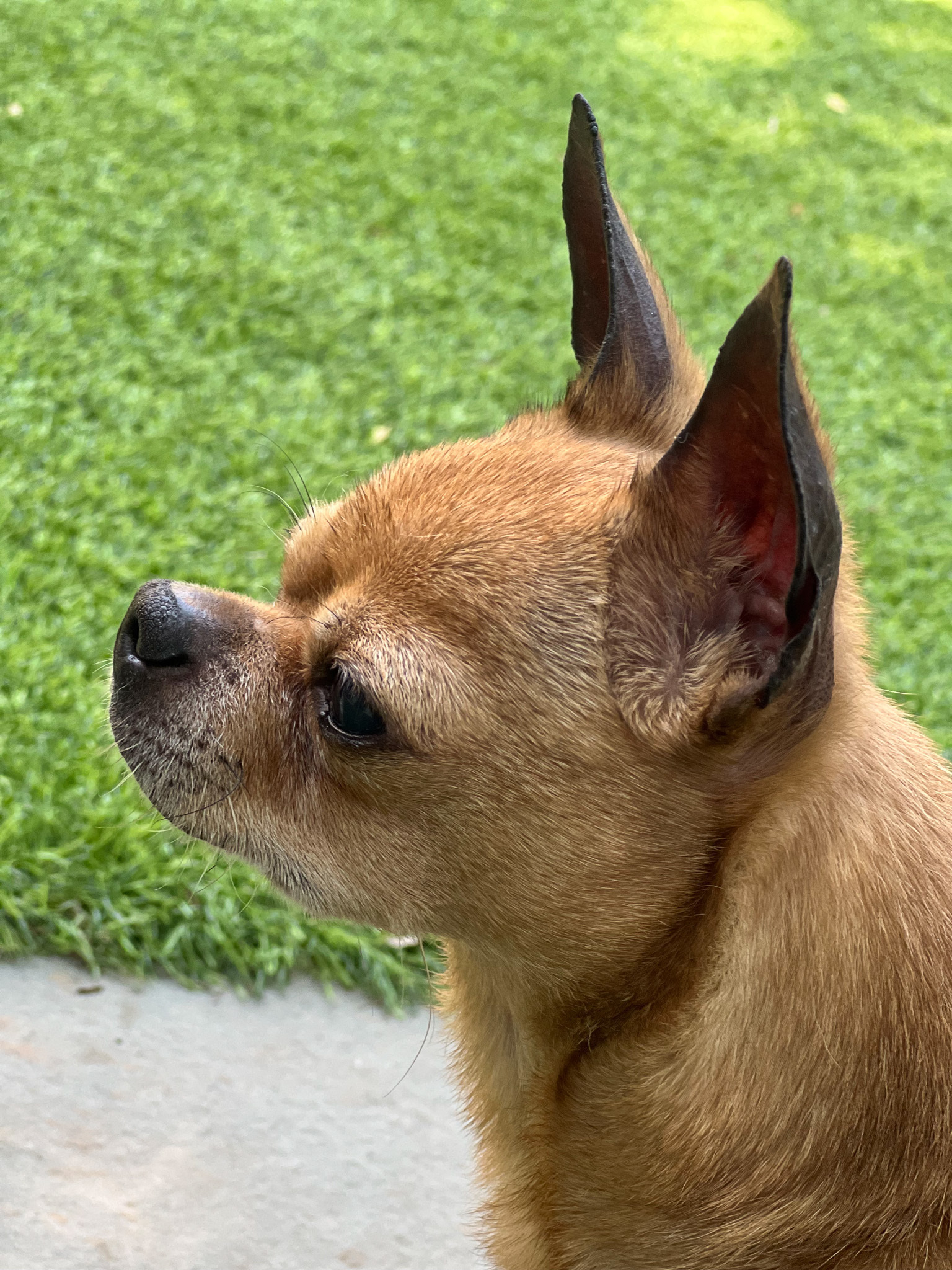 Bugsy, Adoptable, Senior Male Chihuahua.