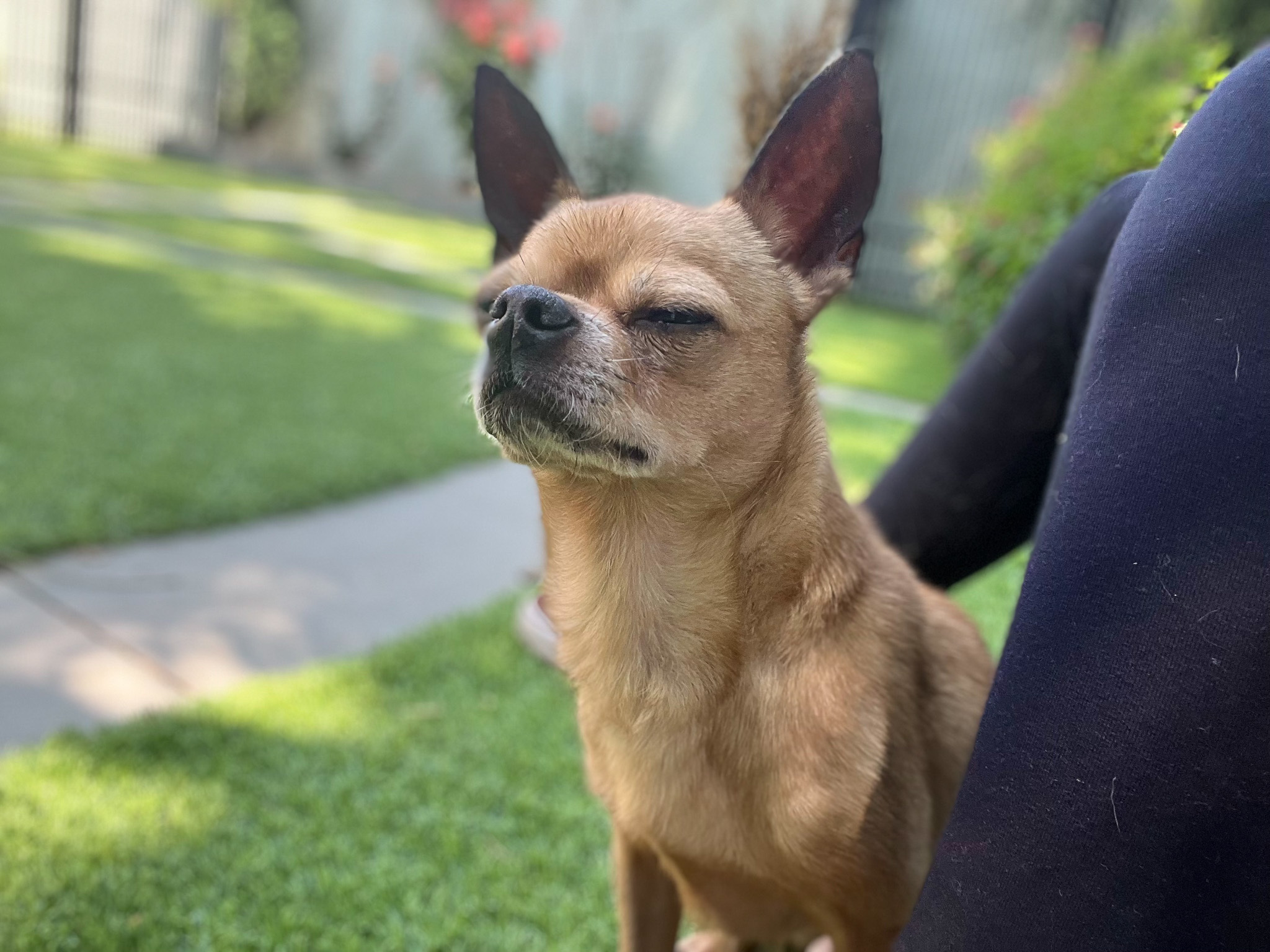 Enlarge Bugsy, a Adoptable Chihuahua in Montclair, NJ image 2/12