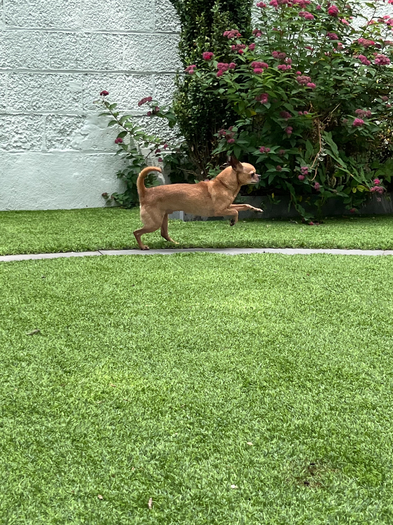 Enlarge Bugsy, a Adoptable Chihuahua in Montclair, NJ image 4/12