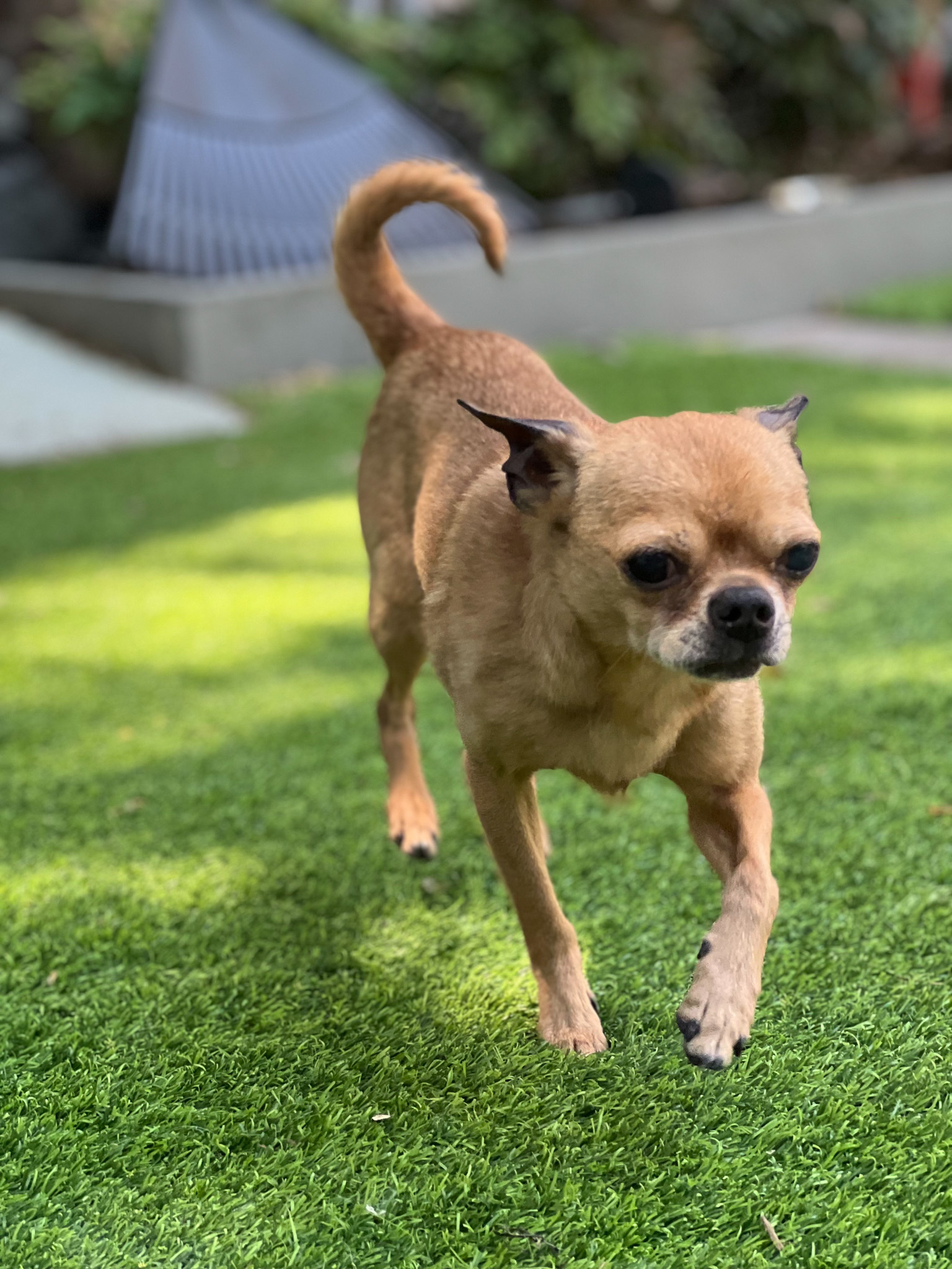 Enlarge Bugsy, a Adoptable Chihuahua in Montclair, NJ image 5/12