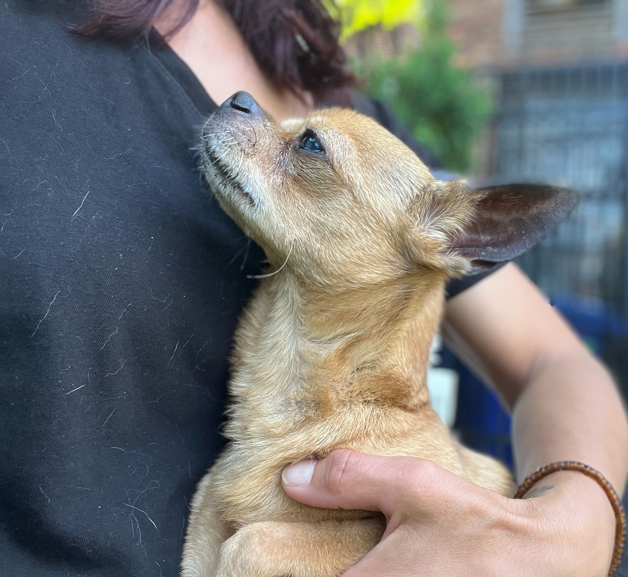 Enlarge Bugsy, a Adoptable Chihuahua in Montclair, NJ image 6/12