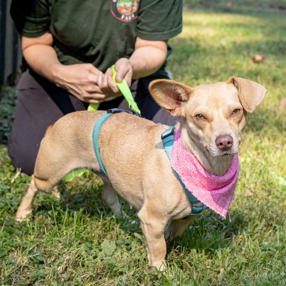 Lemon (Female), Adoptable, Young Female Dachshund & Chihuahua.