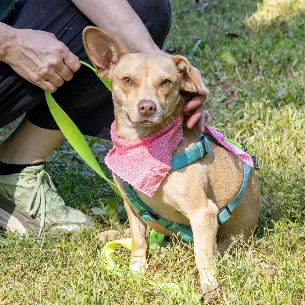 Enlarge Lemon (Female), a Adoptable mixed breed in West Grove, PA image 2/6