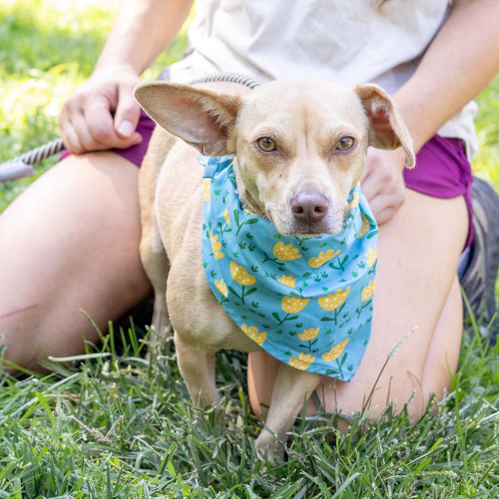 Enlarge Lemon (Female), a Adoptable mixed breed in West Grove, PA image 4/6
