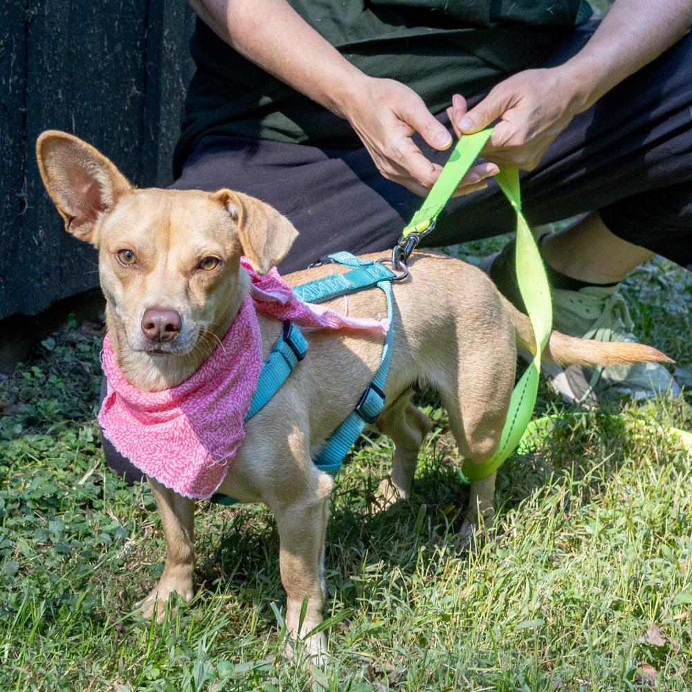 Enlarge Lemon (Female), a Adoptable mixed breed in West Grove, PA image 3/6