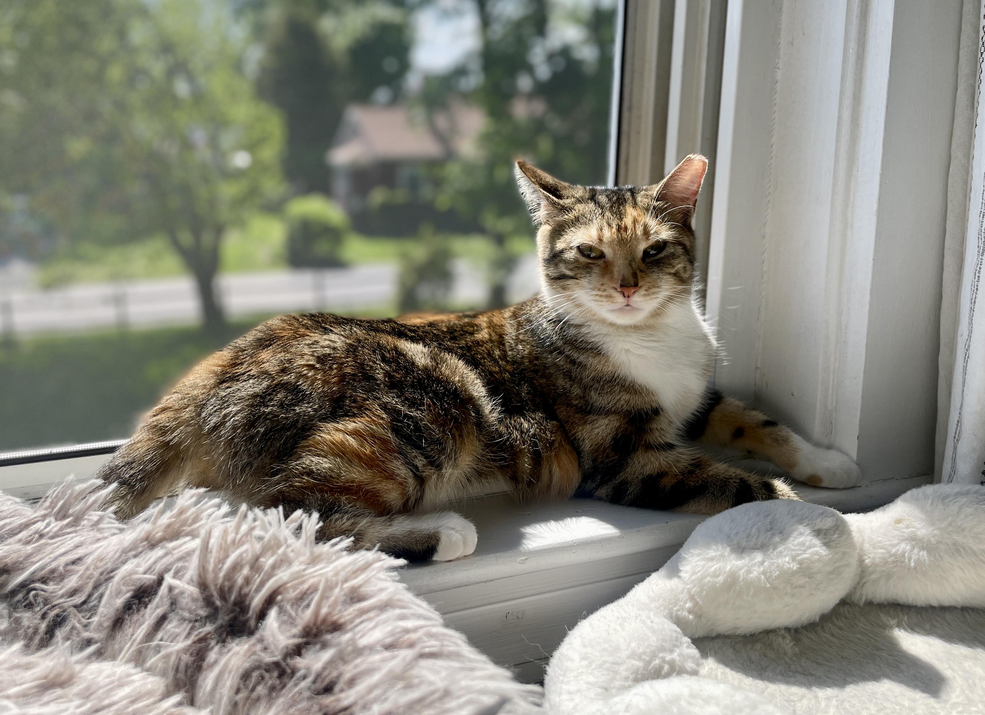 Maple, a ADOPTABLE Tabby in Medford, MA image 1/6