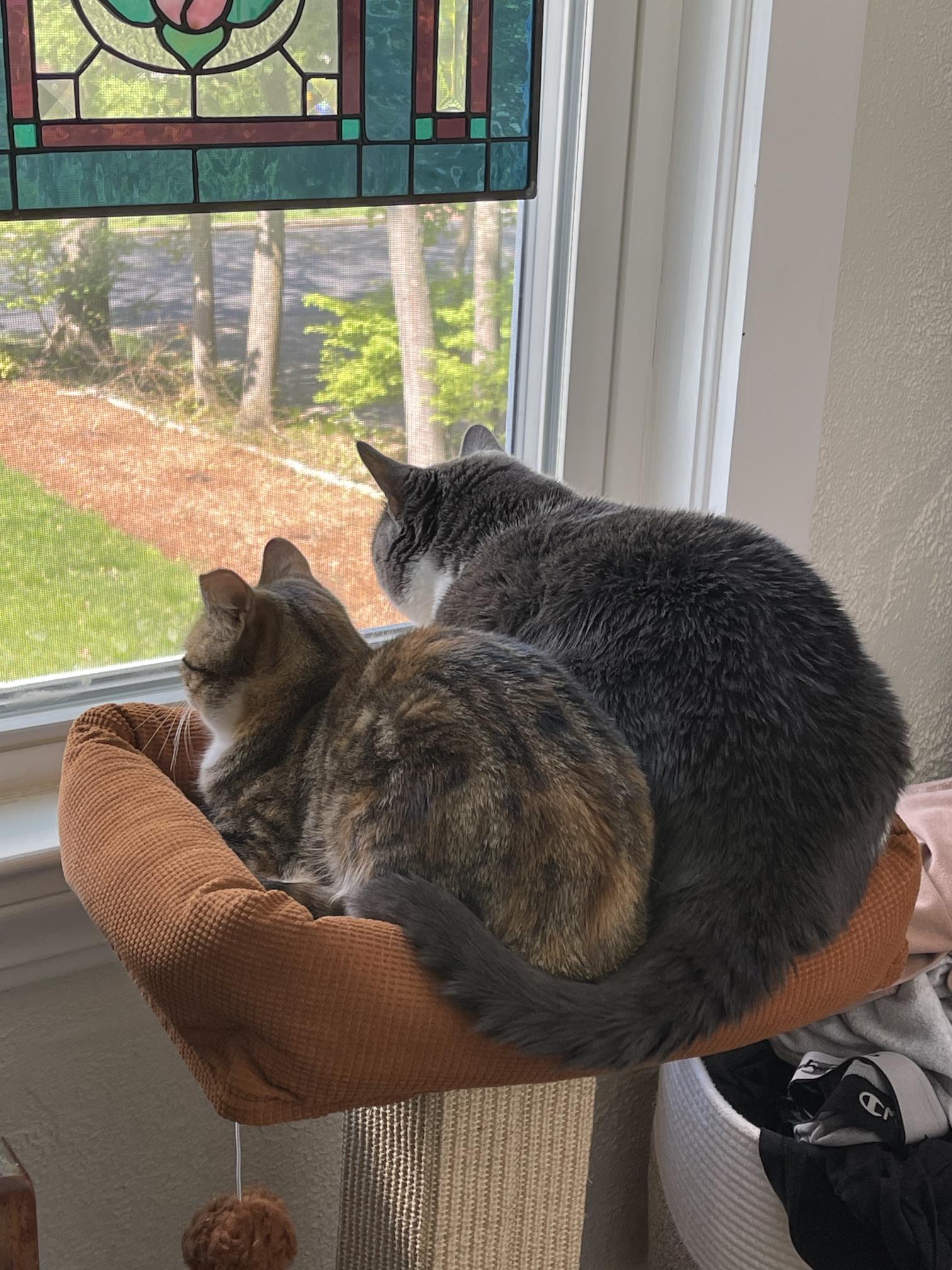 Maple, a ADOPTABLE Tabby in Medford, MA image 2/6