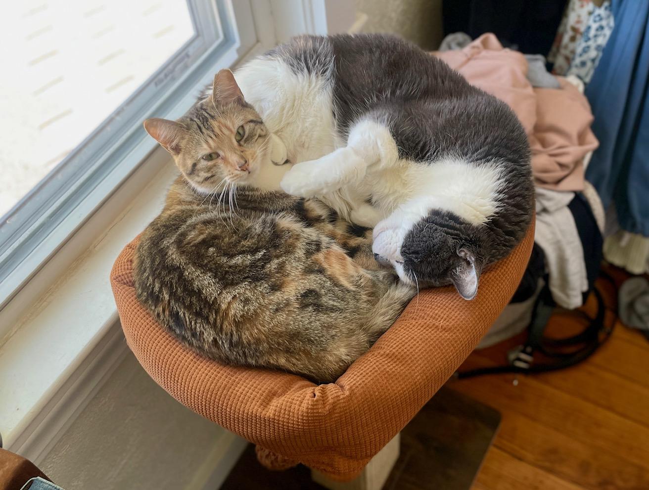 Maple, a ADOPTABLE Tabby in Medford, MA image 3/6