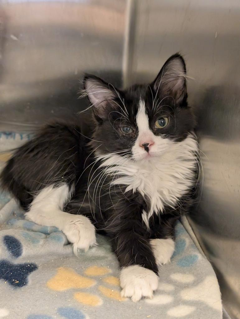 Cedar 154, Adopted, Young Female Domestic Short Hair.