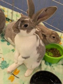 Gooligan, Adoptable, Baby Male Mini Rex.