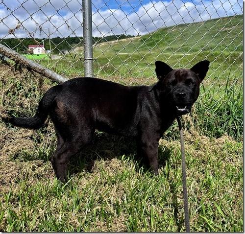Hershy 6 Months old Chow Mix 41 pounds Loves all dogs and all ;people!