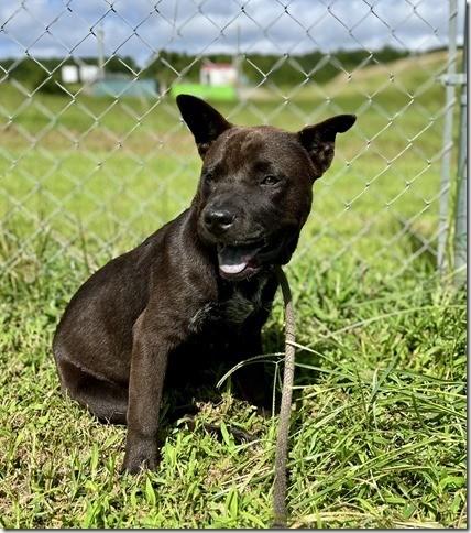 Hershy 6 Months old Chow Mix 41 pounds Loves all dogs and all ;people!