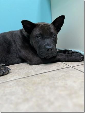 Hershy 6 Months old Chow Mix 41 pounds Loves all dogs and all ;people!