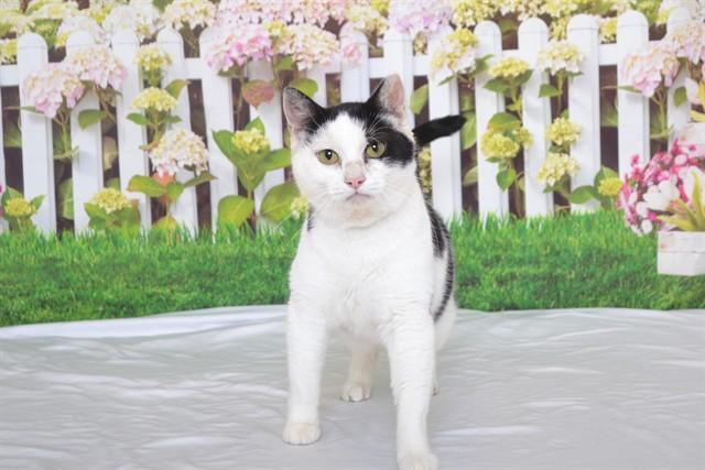 Enlarge TIA, a Adoptable Domestic Short Hair in Oroville, CA image 1/1