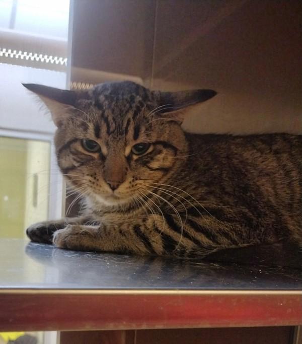 Carson 45645, Adoptable, Adult Male Domestic Short Hair.