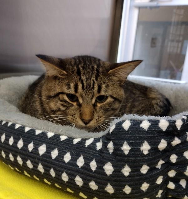 Enlarge Carson 45645, a Adoptable mixed breed in Pocatello, ID image 2/6