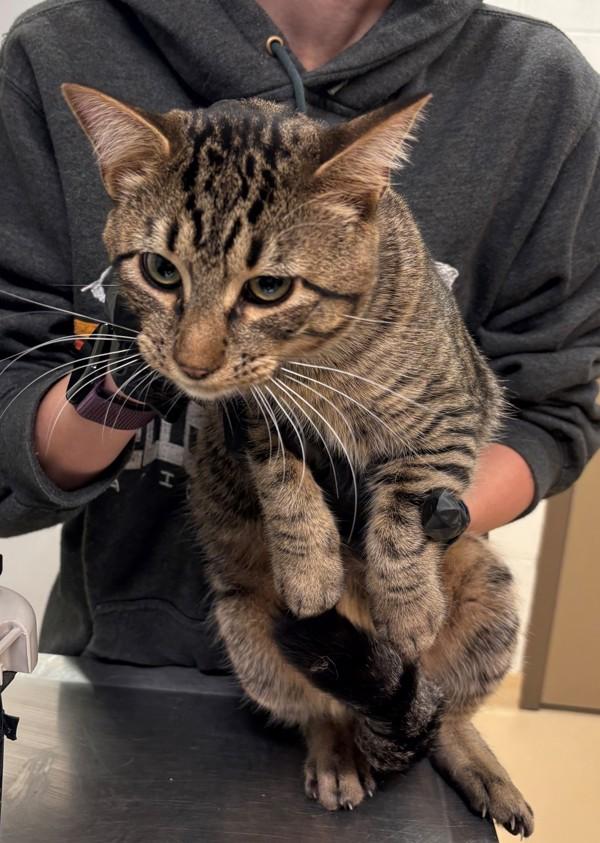 Enlarge Carson 45645, a Adoptable mixed breed in Pocatello, ID image 6/6