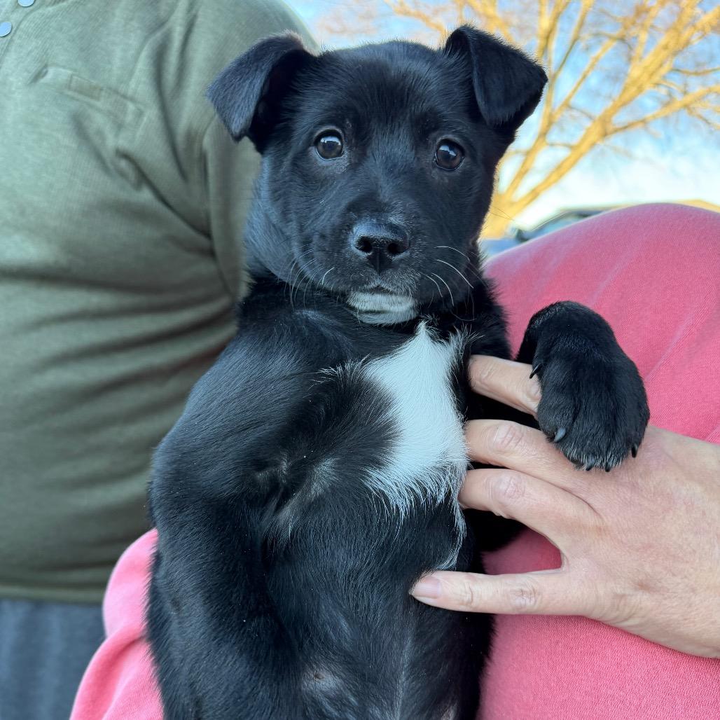 Black Jack, Adoptable, Puppy Male Mixed Breed.