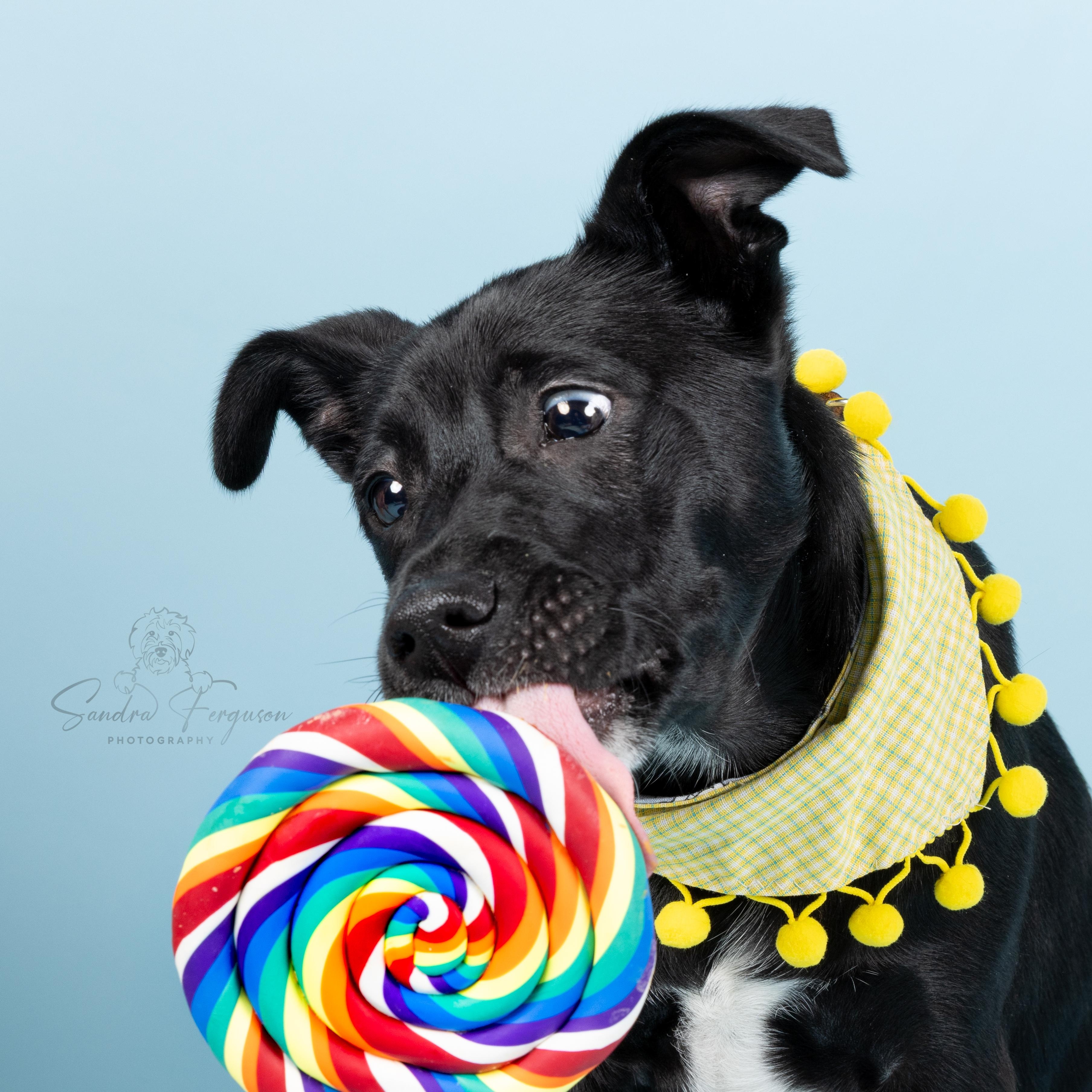 Enlarge Black Jack, a Adoptable Mixed Breed in Atoka, TN image 3/4