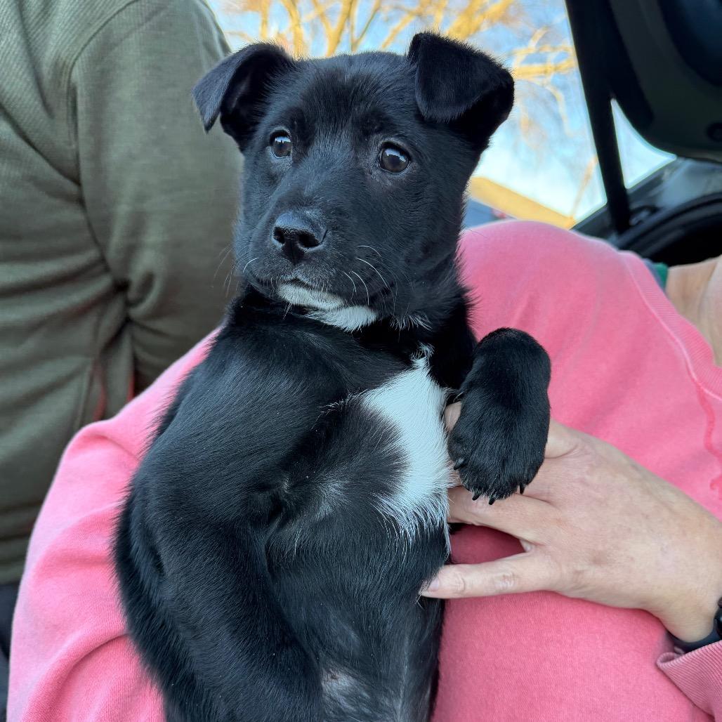 Enlarge Black Jack, a Adoptable Mixed Breed in Atoka, TN image 2/4
