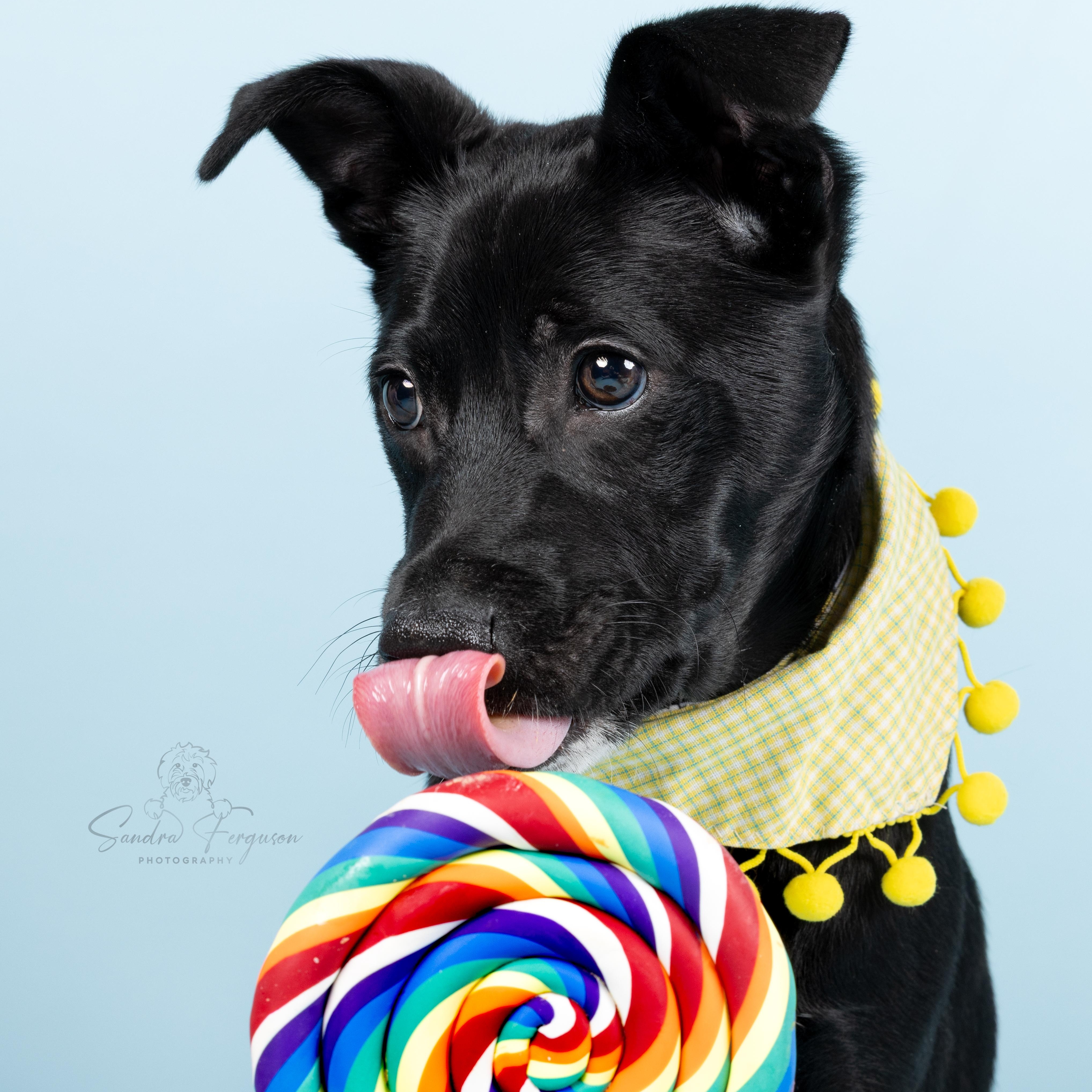 Enlarge Black Jack, a Adoptable Mixed Breed in Atoka, TN image 2/4