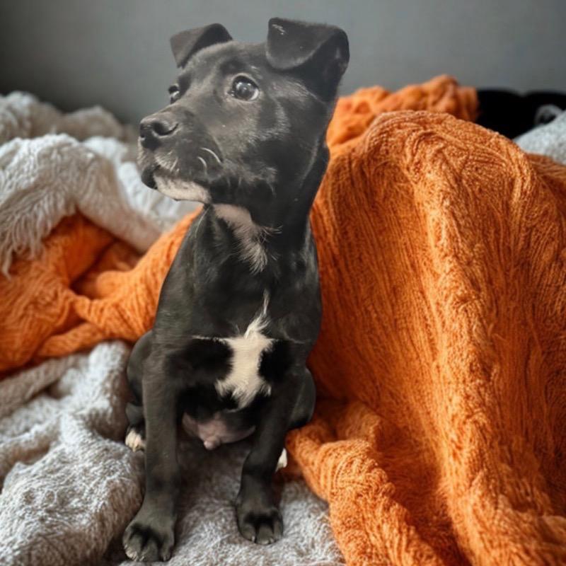 Enlarge Black Jack, a Adoptable Mixed Breed in Atoka, TN image 3/4