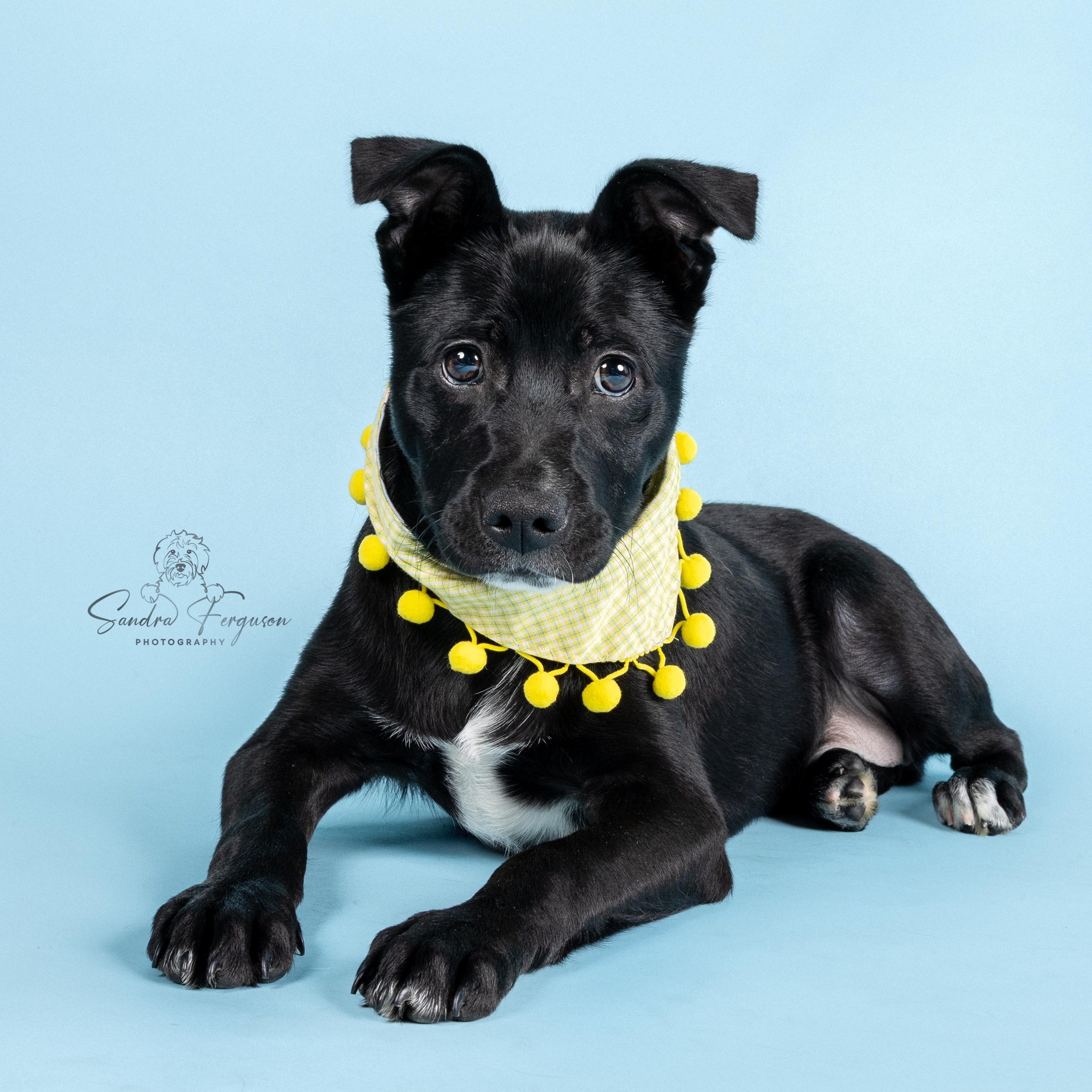 Black Jack, Adoptable, Young Male Mixed Breed.