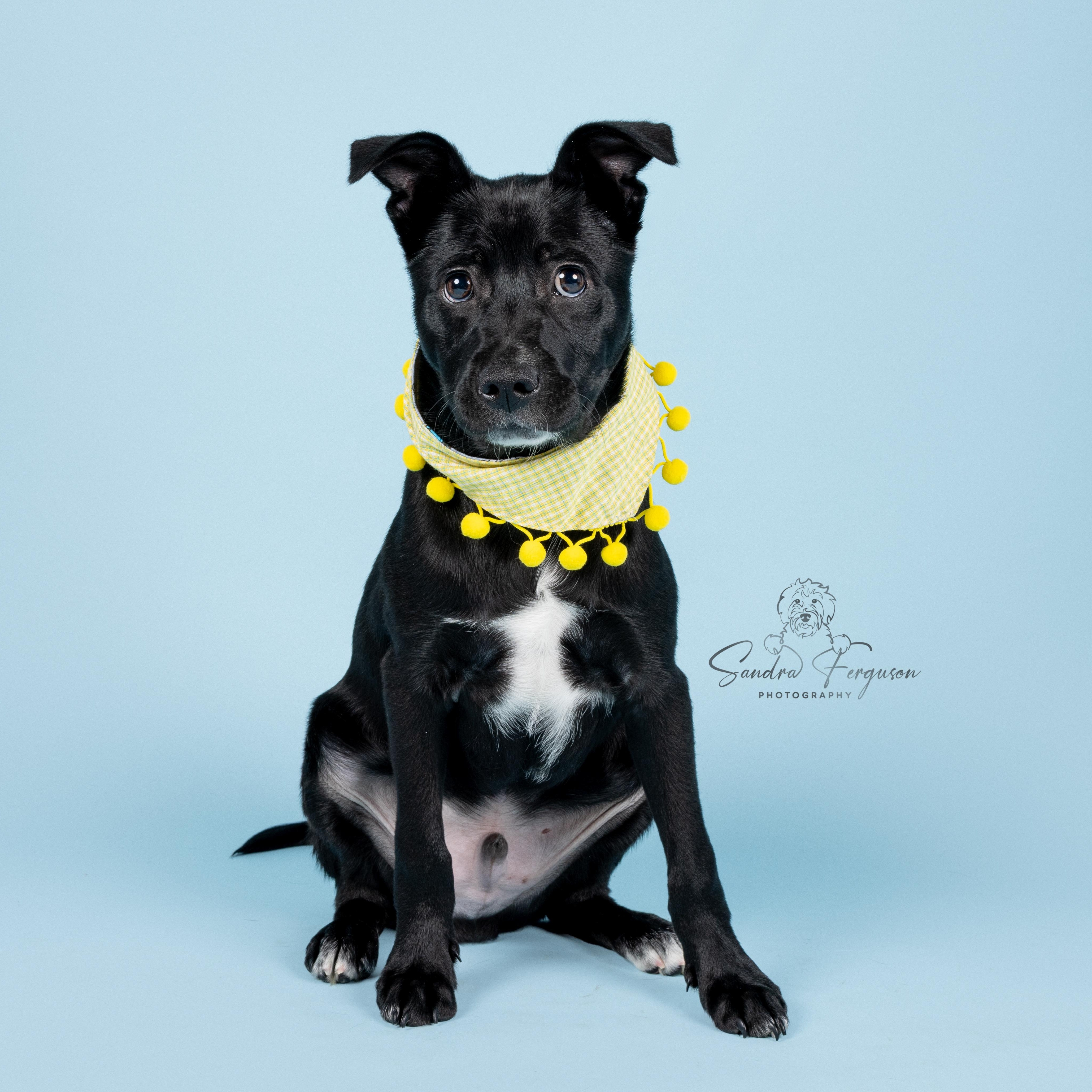 Enlarge Black Jack, a Adoptable Mixed Breed in Atoka, TN image 4/4