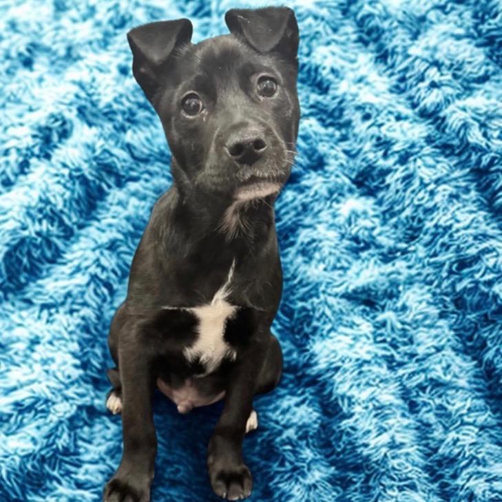 Enlarge Black Jack, a Adoptable Mixed Breed in Atoka, TN image 4/4