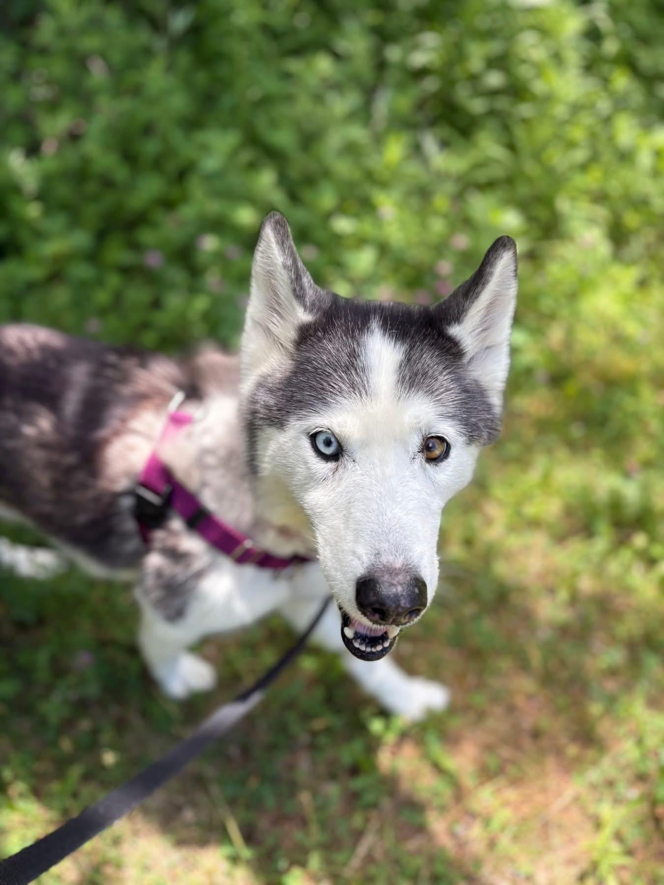 Lemonade, an adopted mixed breed in Cleveland, OH image 2/6