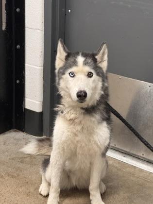Lemonade, an adopted mixed breed in Cleveland, OH image 5/6