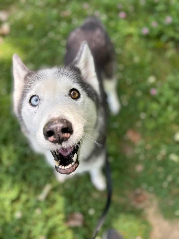 Lemonade, adopted, Young Female Siberian Husky.
