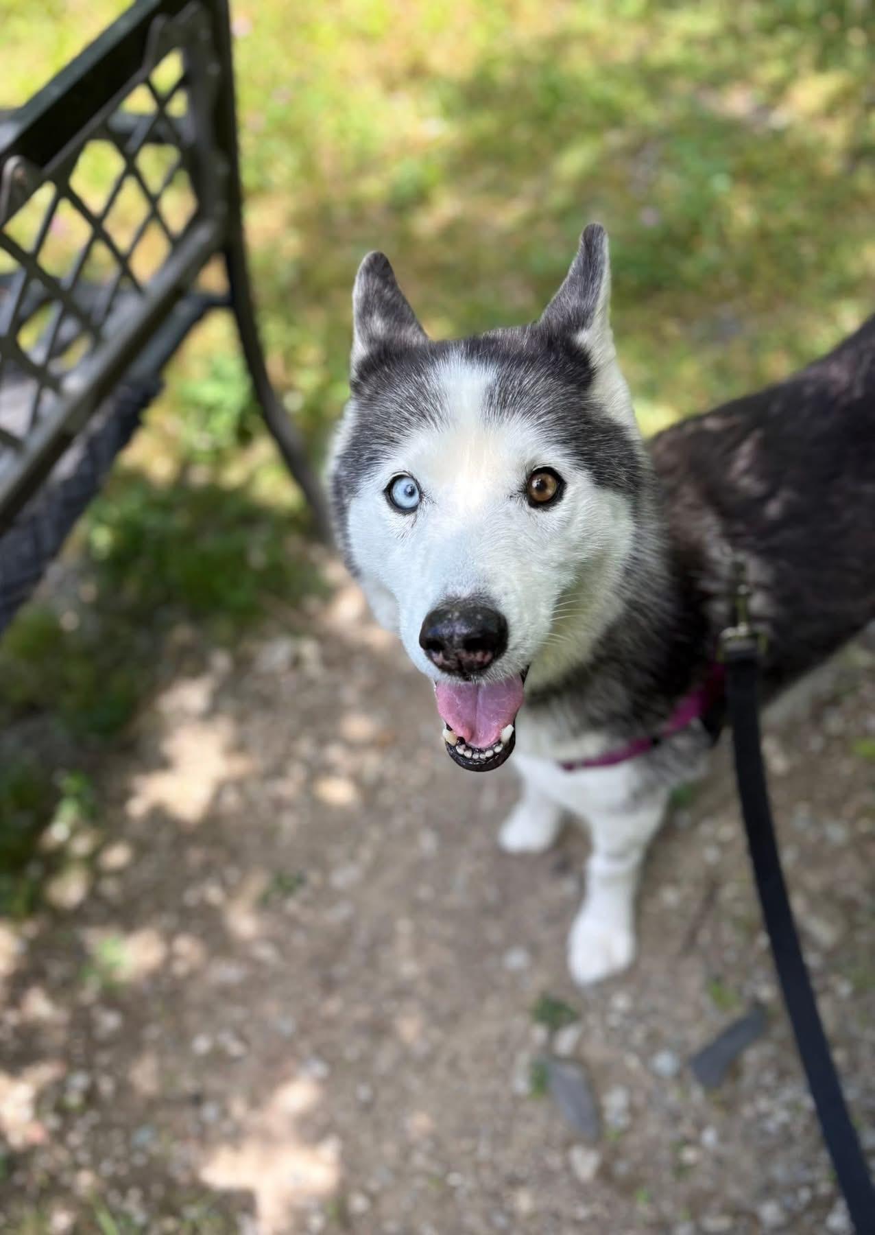 Lemonade, an adopted mixed breed in Cleveland, OH image 3/6