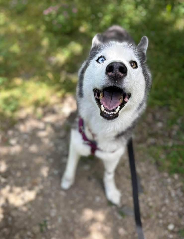 Lemonade, an adopted mixed breed in Cleveland, OH image 4/6