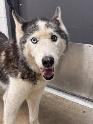 Lemonade, an adopted mixed breed in Cleveland, OH image 6/6