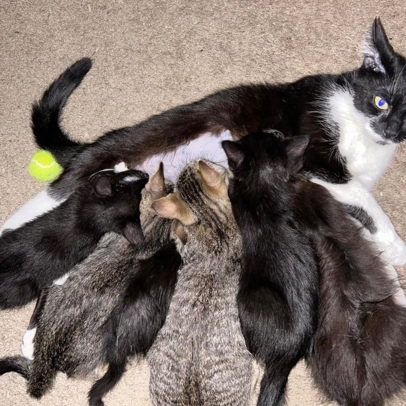 Penelope, an adoptable Domestic Short Hair in Hillsboro, OR image 3/4