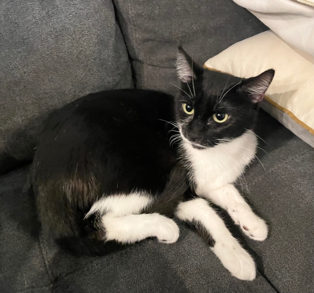 Penelope, an adoptable Domestic Short Hair in Hillsboro, OR image 1/4