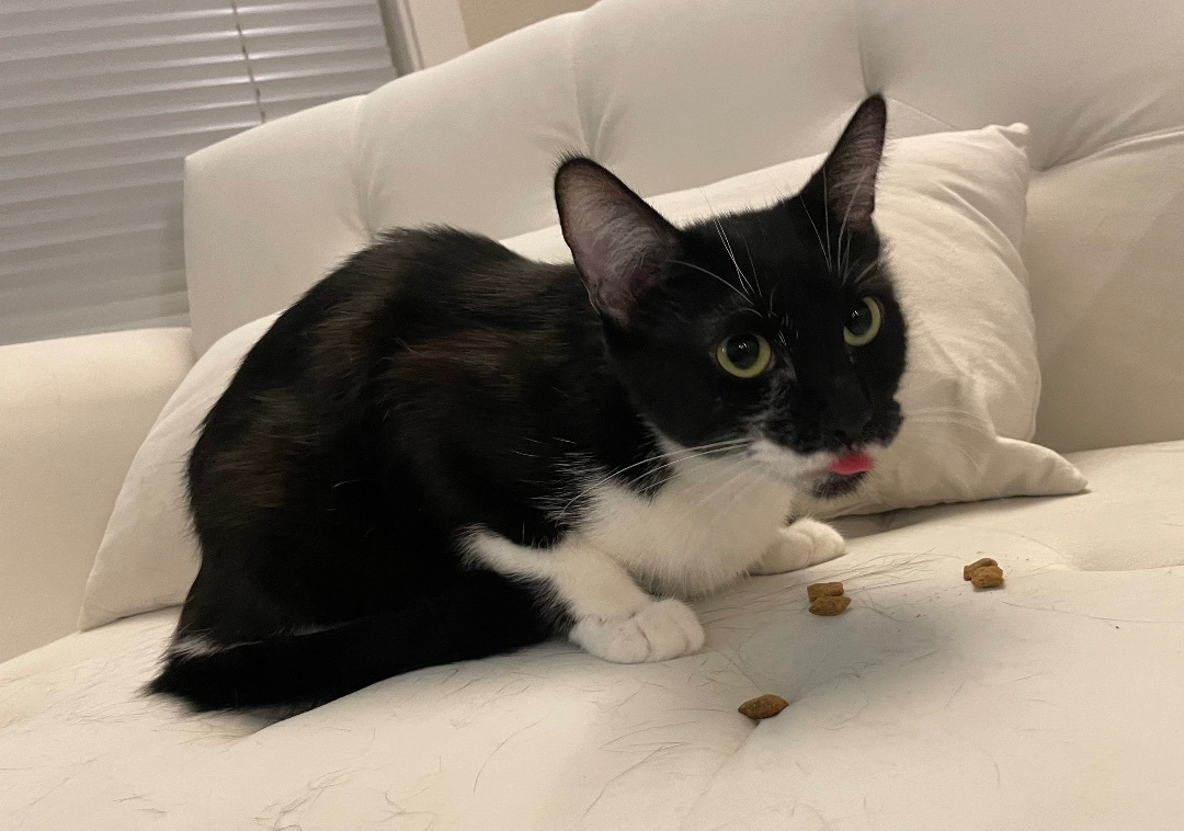 Penelope, an adoptable Domestic Short Hair in Hillsboro, OR image 4/4