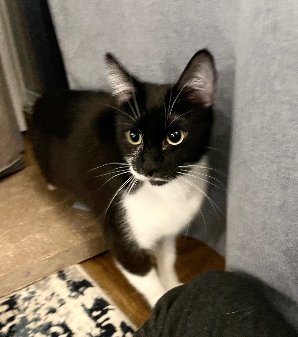 Penelope, an adoptable Domestic Short Hair in Hillsboro, OR image 2/4