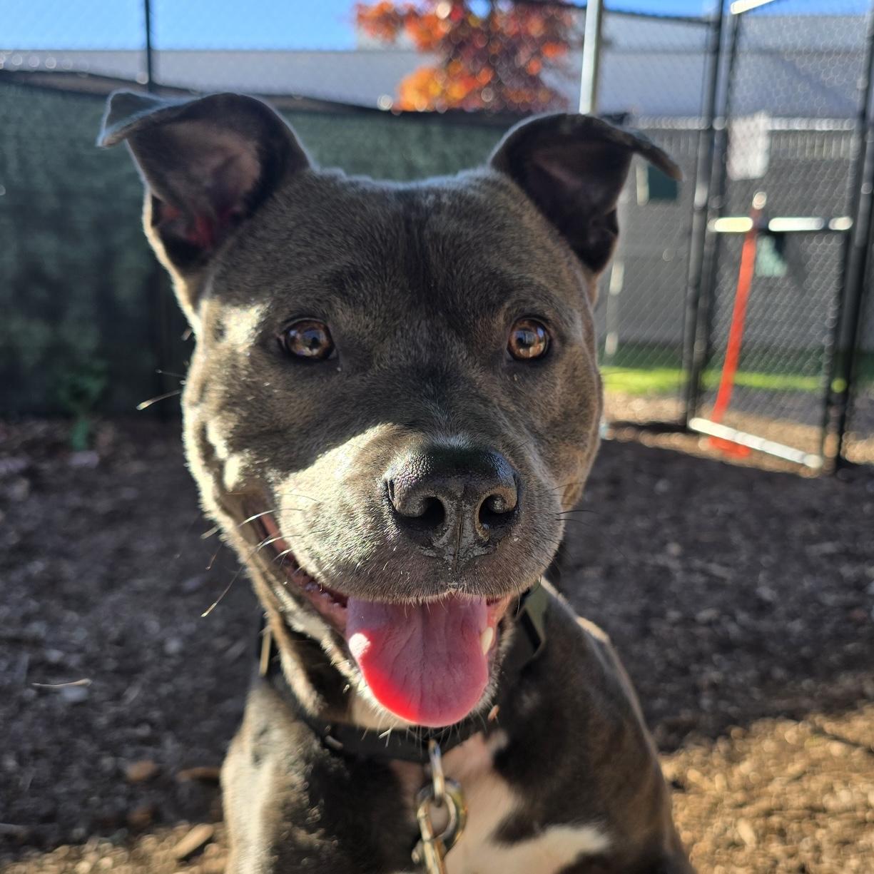 Wally **I'm available for foster to adopt!**